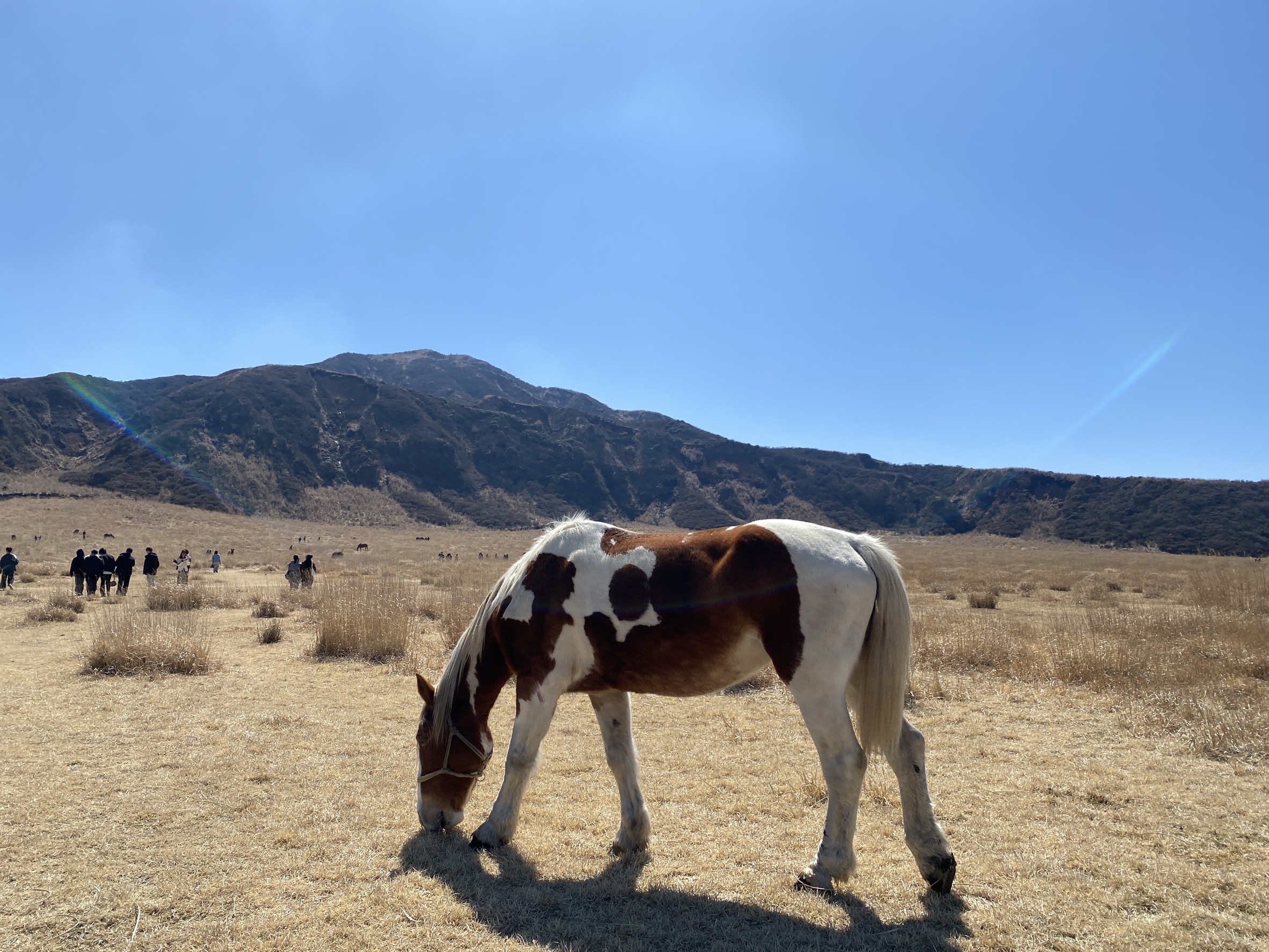 合馬公式アカウント1poltergeist とあ 纏めて 阿蘇の草原にお馬さんが戻ってきました！The horses has returned to